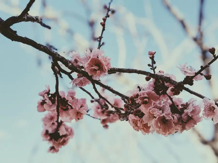 Blossom in flower against a pale spring sky in Toowoomba